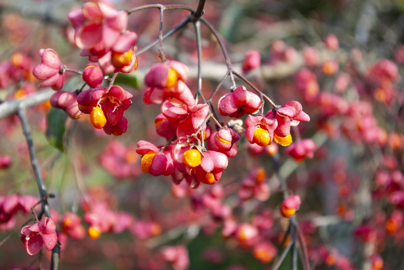 branch, outdoors, beauty in nature, food, 4K, red, focus on foreground, plant, day, growth, food and drink, ripe, twig, healthy eating, rowanberry, berry fruit