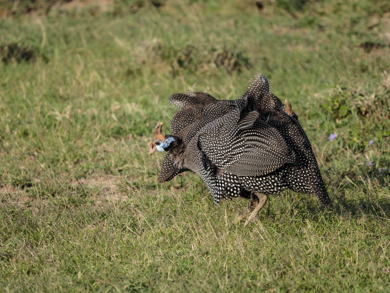 field, feather, plumage, funny, plant, survival, points, white, safari, herbivorous, no people, animal wildlife, numididae, aggression, side view, national park