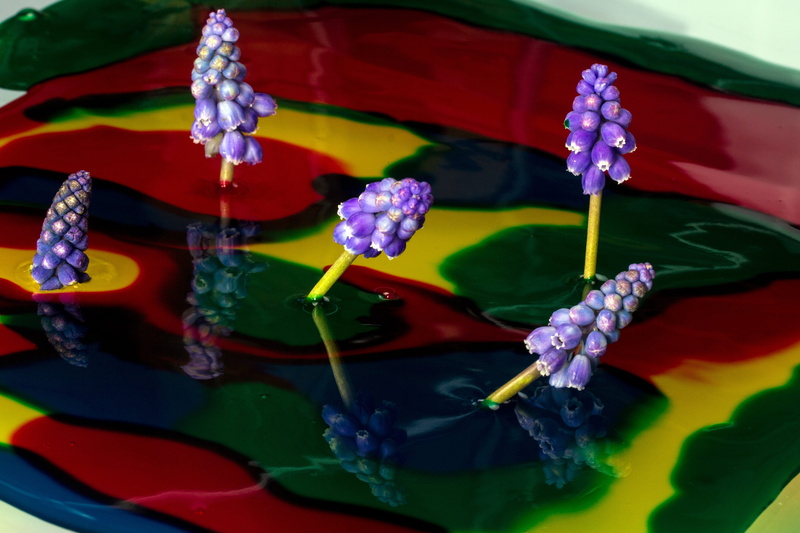 purple, Perl, freshness, beauty in nature, fragility, painted image, plant, outdoors, leaf, 4K, plant part, close-up, flowering plant, perl hyacinth, multi colored