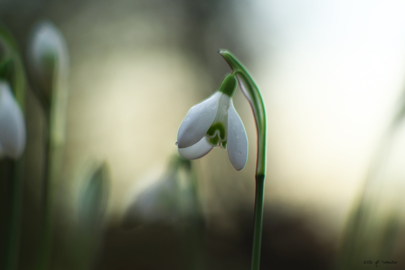 de, green Color, perce, France, Midi-Pyrénées, neige, plant, f2, 4K, bokeh, macro, close-up, beauty In Nature, fleur, nature, Perles, white, Goutte, Fujifilm  X-E1