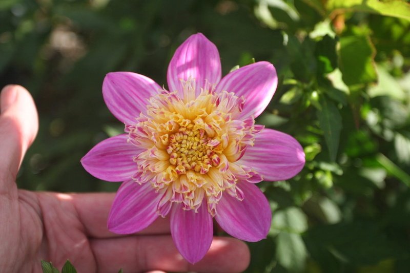 petal, Dahlia, Perl, plant, no people, freshness, vulnerability, beauty In Nature, pink Color, growth, outdoors, gardening, fragility, single Flower, nature