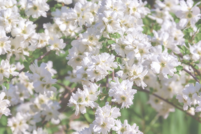 white color, nature, flower, flower head, fragility, garden, white, inflorescence, flowering plant, close-up, bush, blossom, spring, vulnerability, petal