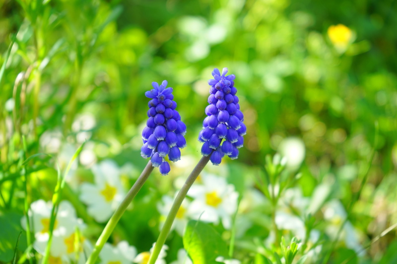 day, asparagaceae, bloom, fragility, flower, flower head, bergmaennchen, blossom, muscari, vulnerability, green color, flowers, plant stem, plant, farmer boy