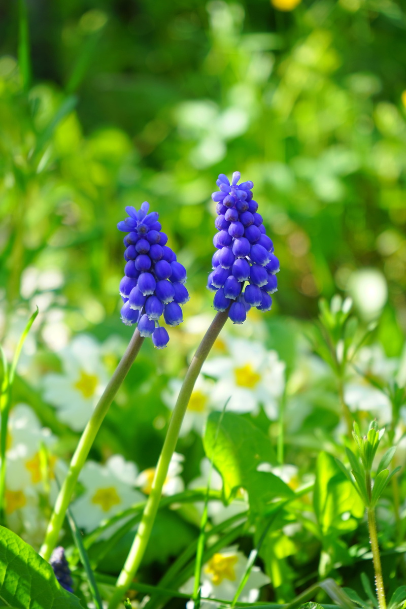 blue, growth, flora, bergmaennchen, vulnerability, no people, plant stem, petal, farmer boy, green color, fragility, inflorescence, close-up, plant, flowering plant
