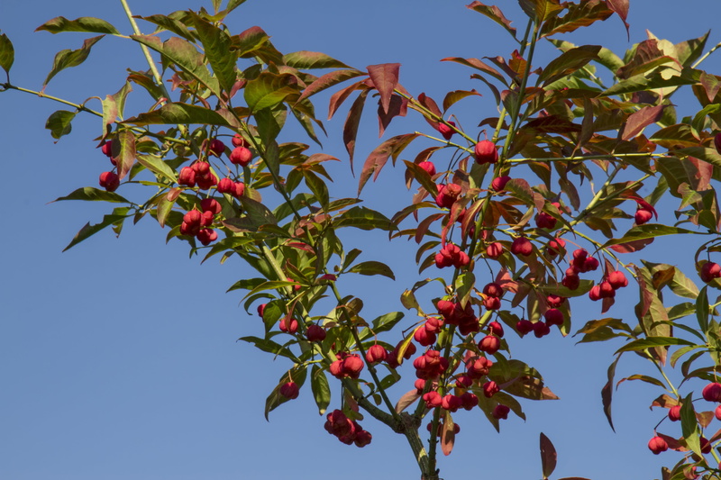 leaf, fortunei, freshness, spindle, 5K, outdoors, branch, berry fruit, pfaff copings, sky, healthy eating, red, blue, priest cape perl, spindle tree, tree