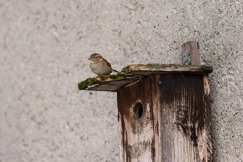 outdoors, animal themes, one animal, passer domesticus, songbird, birdhouse, bird, vertebrate, perching, wall - building feature, plumage, wood - material