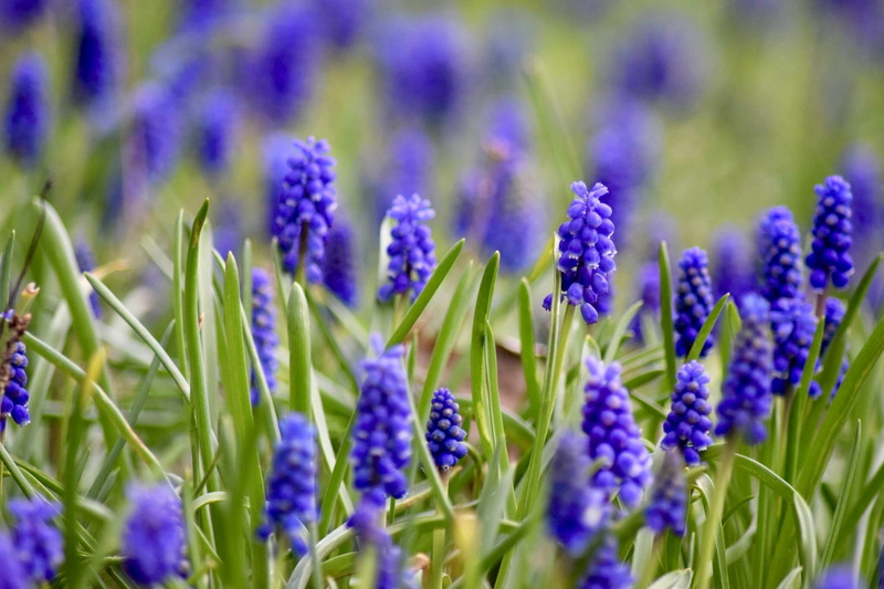 beauty in nature, land, selective focus, field, Perl, Flowers, growth, nature, lavender, plant, flower, no people, flower head, focus on foreground, flowerbed