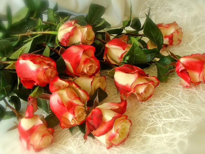 Roses, Petals, White, Bouquet, Red, 1080P