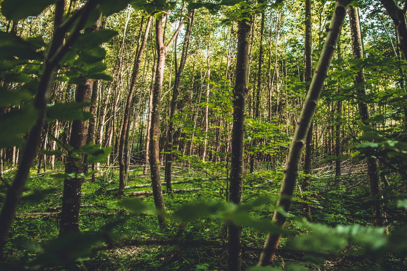 5K, growth, sunlight, trees, abundance, land, forêt de rulles, nature, scenics - nature, tranquil scene, plant, light, woodland, green color, tree trunk