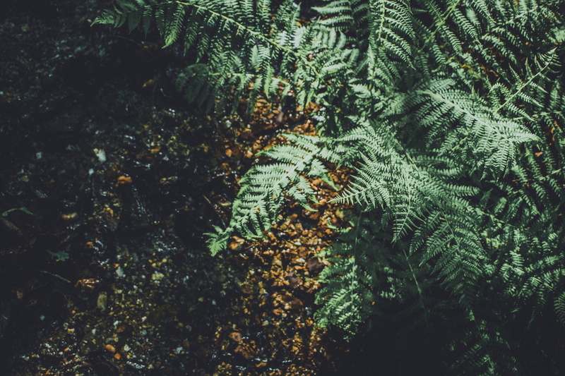backgrounds, plant, high angle view, forest, light, branch, outdoors, foret, beauty in nature, coniferous tree, belgium, tree, no people, leaf, fern, green color
