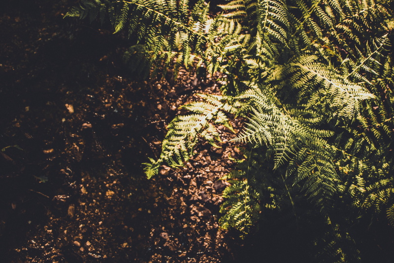 growth, plant part, 5K, leaves, branch, no people, forest, green color, leaf, belgium, fern, rulles, beauty in nature, tree, day, outdoors, habay, field