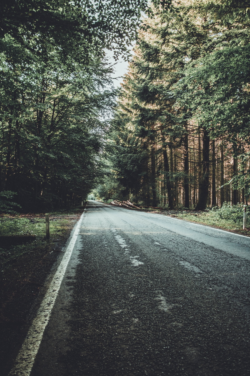 wooland, dividing line, grey, diminishing perspective, tree, daytime, sign, asphalt, belgium, marking, tranquility, empty, transportation, green, tarmac