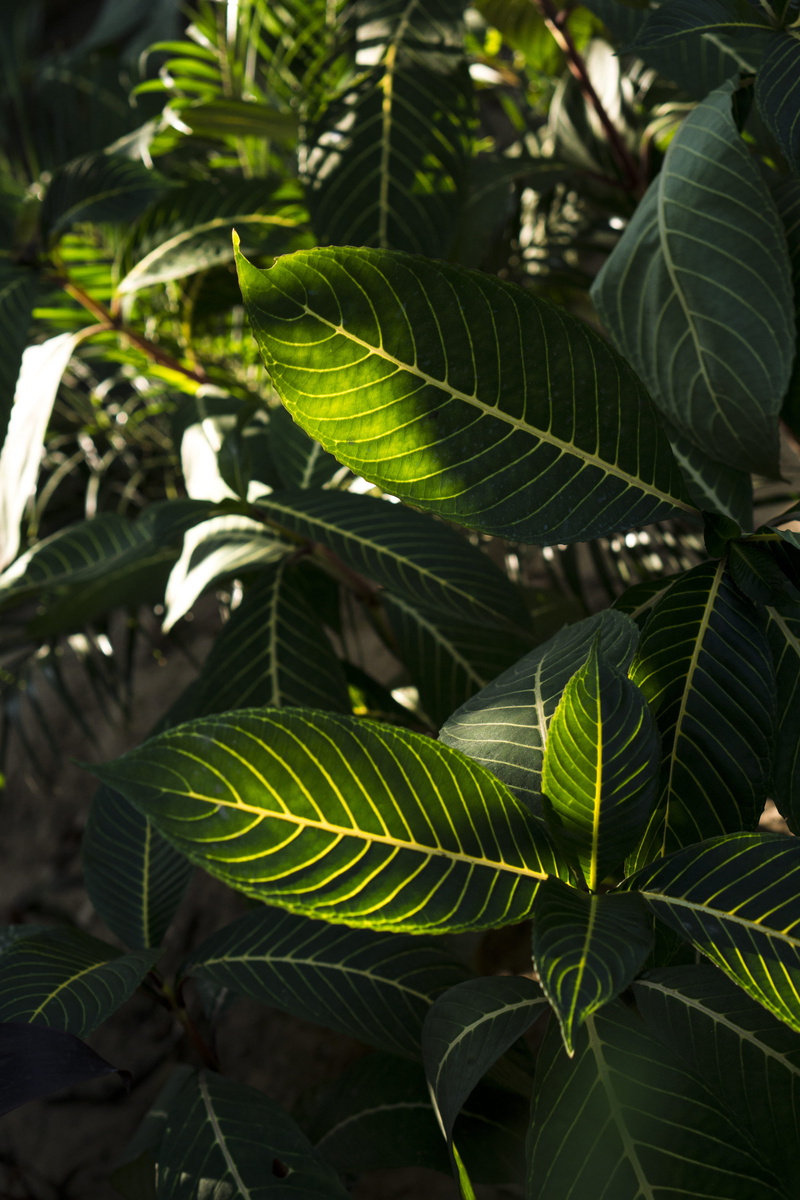 close-up, sunlight, sun, beauty in nature, botany, tranquility, green color, leaf, namah resort, leaves, tree, india, greens, natural pattern, nature, growth