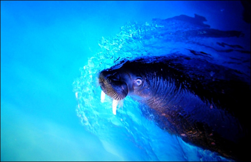 animal mouth, meeresbewohner, sea water, animal wildlife, 1080P, sea animal, sea life, close-up, animal body part, marine, sea animals, waters, aquatic mammal