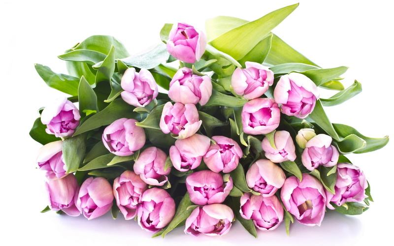 White, Leaves, Purple, Flowers, Background, 2K, Bouquet