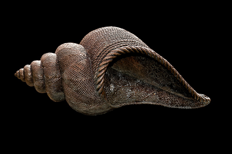 animal skin, invertebrate, artist, summer, decoration, fish, one animal, animal body part, mollusk, zoology, animal scale, animal, animals in the wild