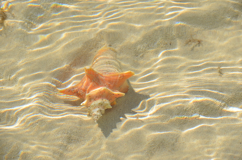 invertebrate, land, beach, sand, animals in the wild, fish, starfish, nature, high angle view, water, bahamas, marine, vertebrate, sea life, shell, manta ray