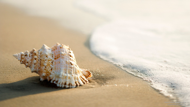 Beaches, 2K, conch, shell, carolina, north