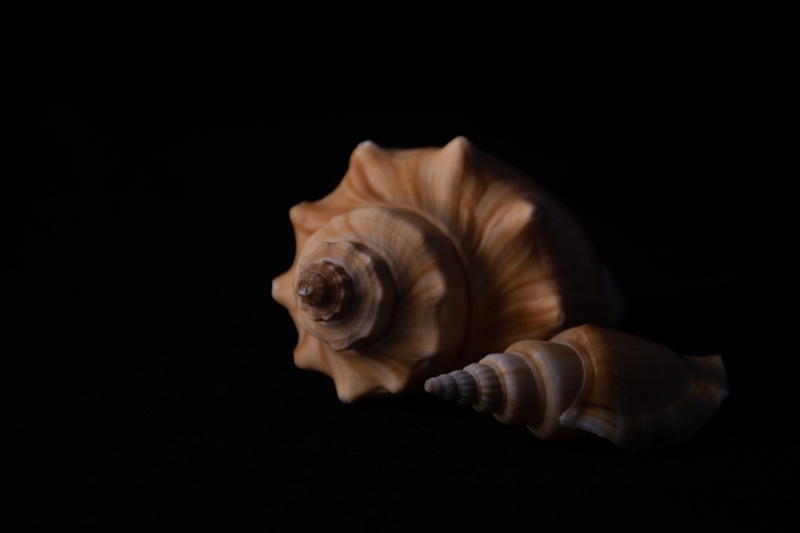 spiral, shellfish, sea, beauty in nature, animal, sea shells, underwater, animal themes, mac, fragility, indoors, animal wildlife, studio shot
