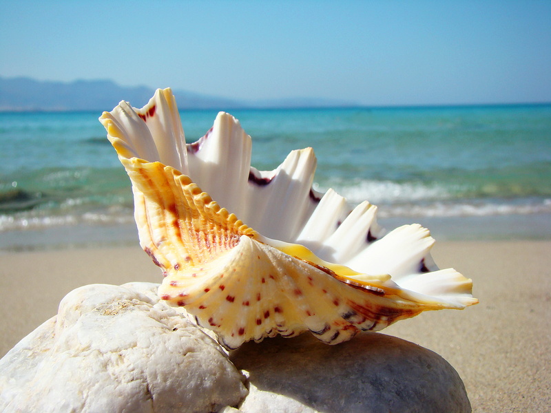 focus on foreground, sky, horizon, tranquility, idyllic, water, conch Shell, tourist Resort, copy Space, blue, beauty In Nature, horizon over water, summer
