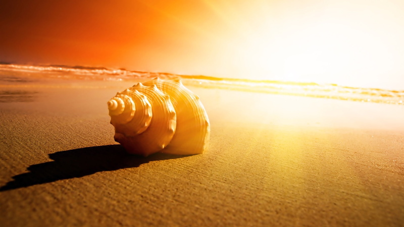sunlight, white, shadow, beach, hd, 1080P, conch, shell, nature, marco