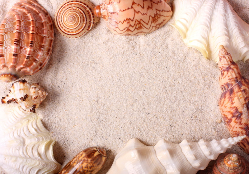 brown, beauty in nature, high angle view, pattern, directly above, group of objects, sand, animal Shell, food and drink, summer, conch Shell, tropical Climate