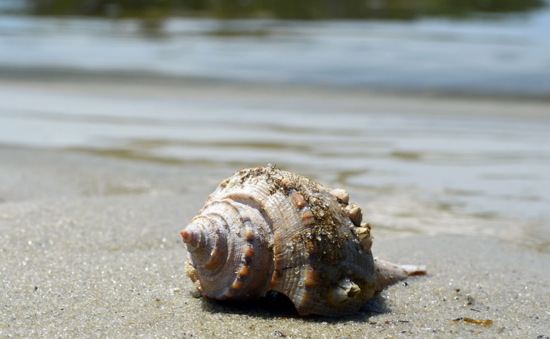 spiral, conch shell, land, animal wildlife, no people, beach, animal shell, one animal, beach scene, focus on foreground, seashell, isolated, animal, 2K