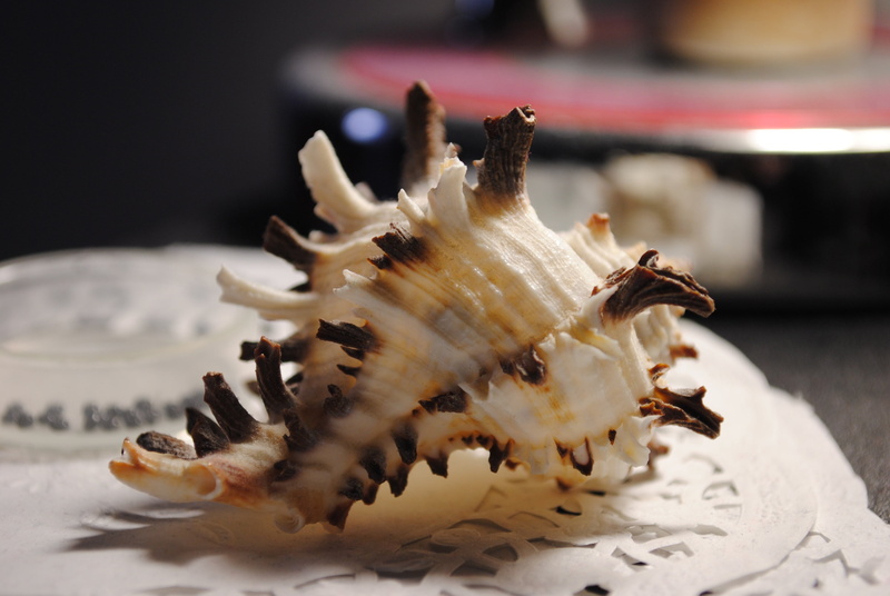 asian food, plate, black, sea, animal themes, indulgence, temptation, snack, freshness, 4K, animal, white, animal wildlife, conch, sweet food, food and drink