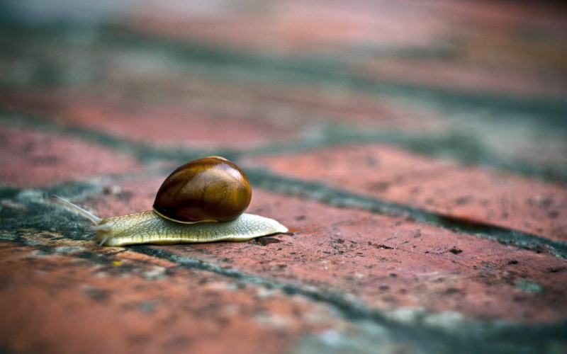 brick, no people, invertebrate, animal shell, horns, selective, nut, conch, animal, shell, brown, photography, day, nature, boredom, one animal, animal wildlife