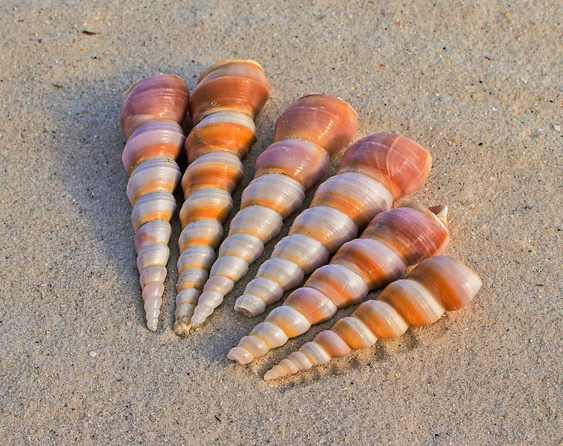 shell, invertebrate, choice, sand, close-up, animal wildlife, animal themes, spiral, no people, natural pattern, nature, daytime, brown, seashore, animals in the wild