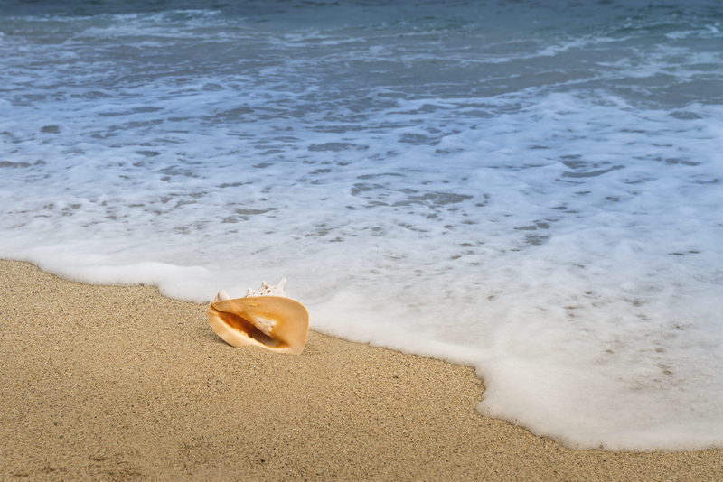 shell, beach, sandy beach, land, tranquility, next, shore, conch, close-up, aquatic sport, seashore, tranquil scene, nature, sport, sea, photo, vacation
