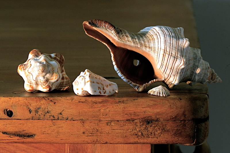 ornaments, day, nature, creativity, shell, close-up, food, conch, mammal, animal wildlife, seashells, wood - material, 2K, shells, brown, white, food and drink