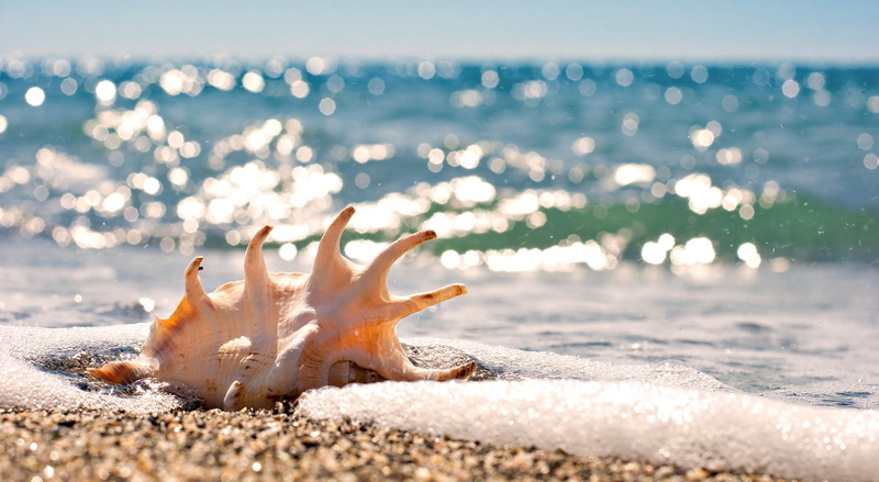 motion, no people, heat - temperature, close-up, beautiful, Beach, tranquility, 1080P, environment, conch, water, Nature, shell, whelk, land, sea, day