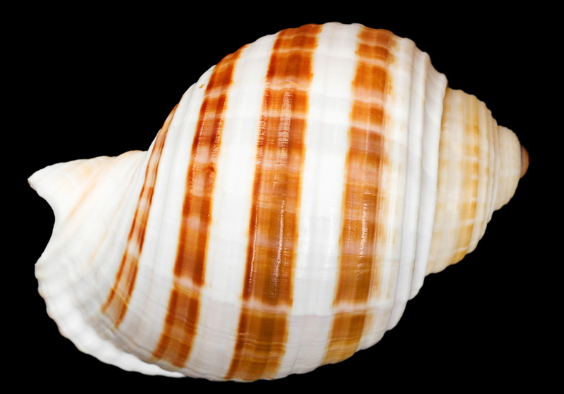 natural, maritime, no people, simplicity, animal wildlife, pattern, seashell, single object, snail, shell, marine, mollusk, spiral, coastline, closeup