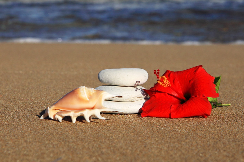 pebble, water, rock, close-up, outdoors, focus, zen, animal, stone, red, sea, selective, white, 2K, hibiscus, wave, animal shell, flower, brown, ocean