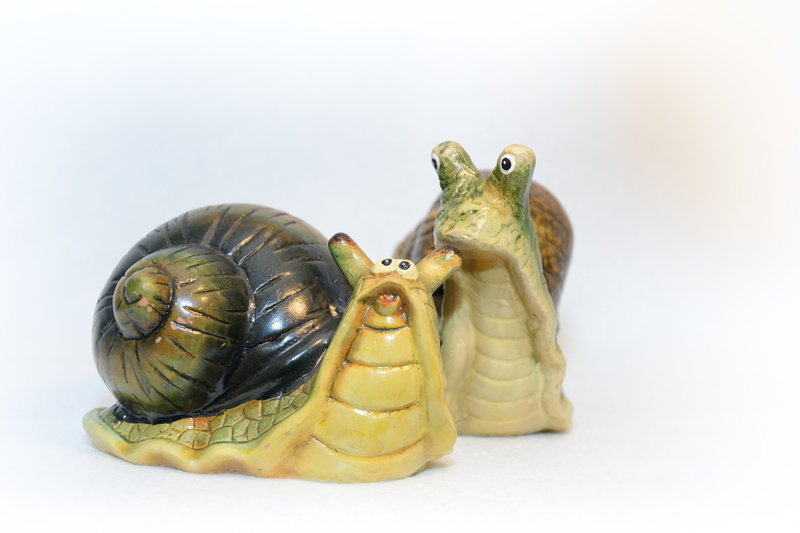 animal wildlife, slowly, Conch, studio shot, tortoise, invasion, animal family, no people, animal, ceramics, Worm, turtle, race, Garden, spiral, animal themes