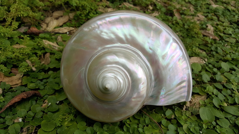 shell, high angle view, close-up, nautilus sea, leaf, animal shell, day, pearl fire, mother of pearl, gray, geometric shape, plant, shape, tranquility