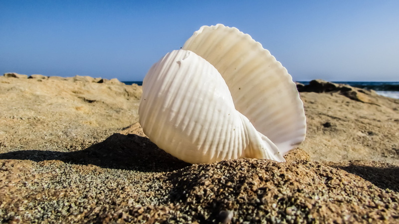 beauty in nature, close-up, seashell, clear sky, conch, no people, sunlight, pebble, sky, nature, rock - object, beach, rock, scenics - nature, land, solid