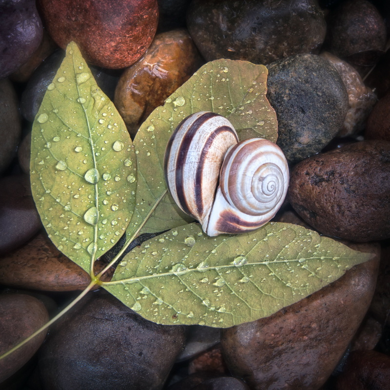 animal, animal Shell, veins, spiral, on top, green, together, close-up, rain, pebbles, leaves, conceptual, leaf  Love, top, Explore, photography, slimy