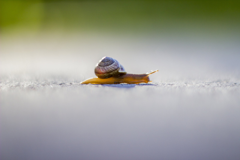 nature, slimy, slow, Canon EOS 600D, white, Helios, 5K, gastropod, brown, sliding, close-up, animal, mollusk, crawling, Snail