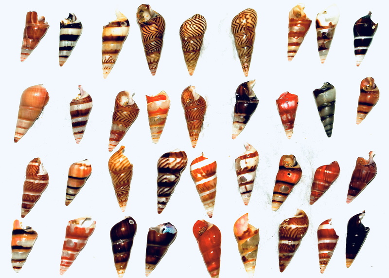 indulgence, hot dog, fish, white background, freshness, no people, game, plectrum, indoors, snack, triangle, lobster, insect, animal, 4K, wellbeing, food and drink