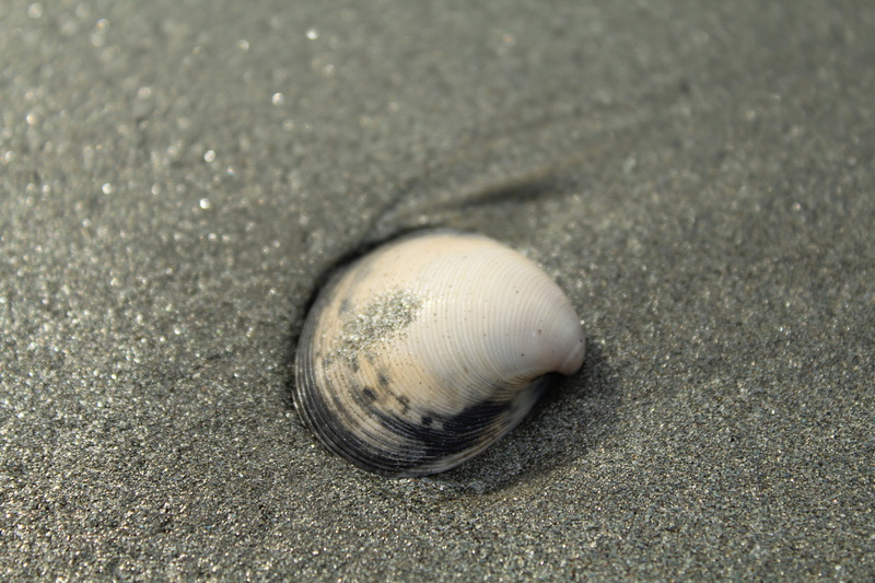 animals in the wild, outdoors, close-up, day, focus on foreground, one animal, animal wildlife, land, beach, animal themes, gastropod, shell, 2K, invertebrate