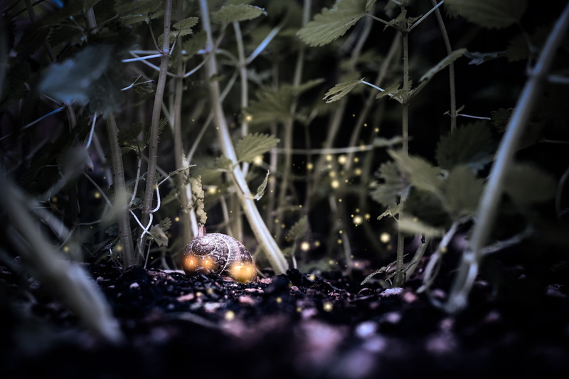 gastropod, animals, food and drink, outdoors, fragility, 1080P, selective focus, nature, digital art, grass, no people, animal wildlife, dirt, closeup
