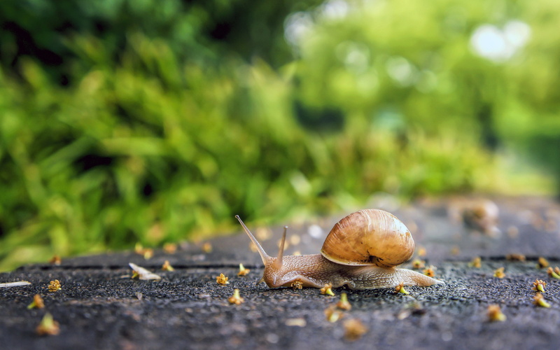 4K, animals in the wild, animal antenna, animal themes, plant, mollusk, day, rain, animal, one animal, gastropod, boredom, closeup, no people, crawling