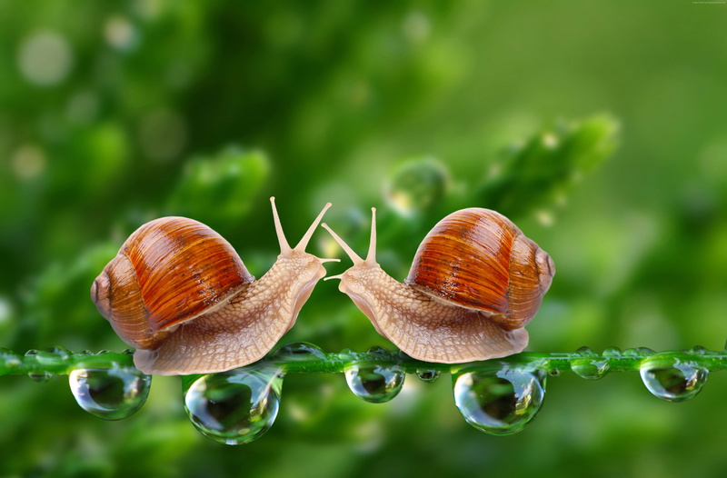 animal wildlife, close-up, insects, animals in the wild, no people, green, animal, focus on foreground, insect, 4k, beauty in nature, water drops, gastropod