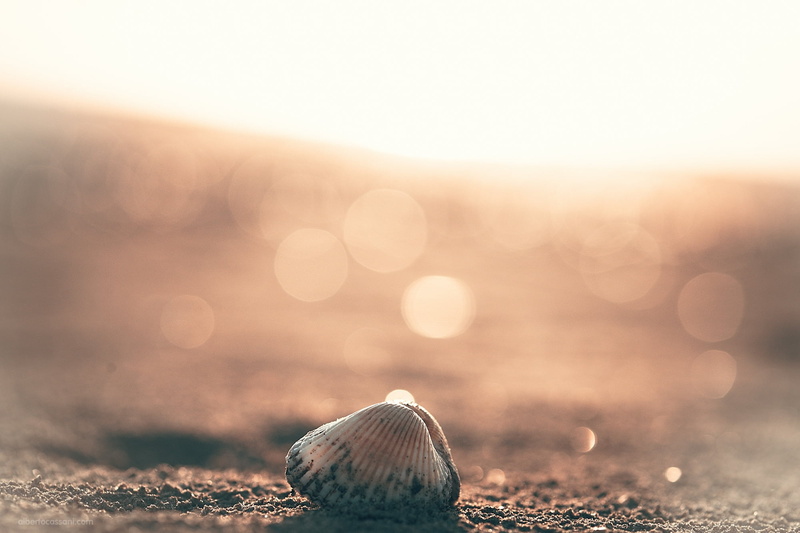light, close-up, beauty, patches of light, shell, animal wildlife, lens flare, animal, clamp, sun, land, surface level, animal themes, beauty In Nature