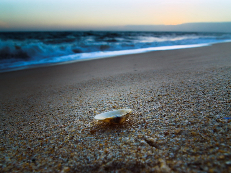 summer, coast, blue, seascape, cockleshell, sand, evening, animal, water, land, surface level, marine, no People, shell, coastline, tranquility, beauty In Nature