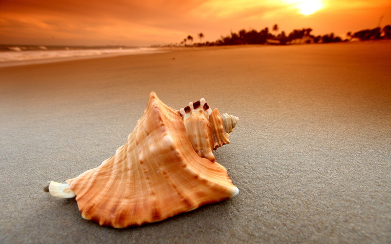 Decline, animal, sunset, shell, marine, animal themes, tranquil scene, Cockleshell, sea, cloud - sky, no people, Beach, scenics - nature, animal wildlife