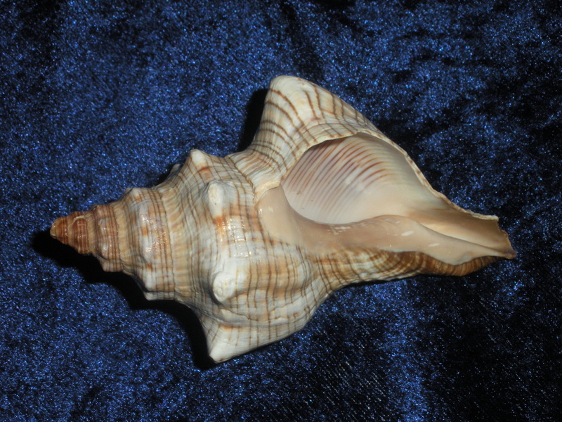 mollusk, decor, coral, high angle view, undersea, close-up, Conch, vacation, life, 2K, Marine, ecology, animal themes, underwater, Seashell, aquatic, summertime