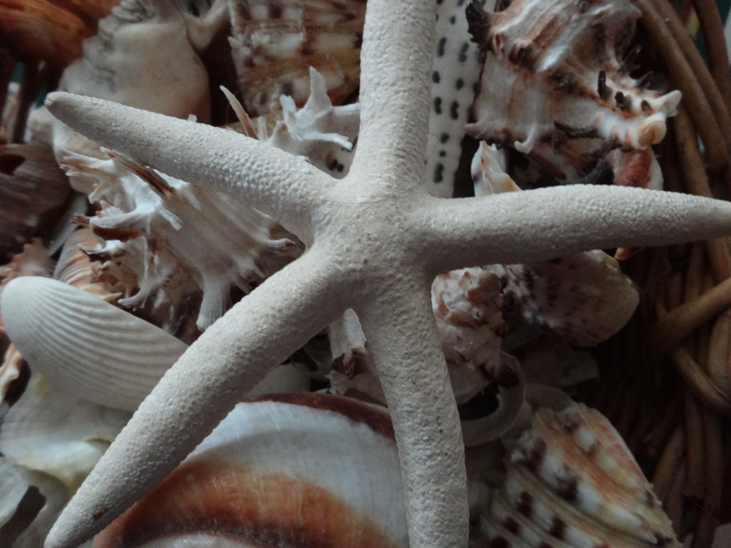 marine, design, sea life, animal, conch, 4K, animal themes, close-up, scallop, aquatic, seastar, tropical, nature, decoration, food, water, texture, shellfish